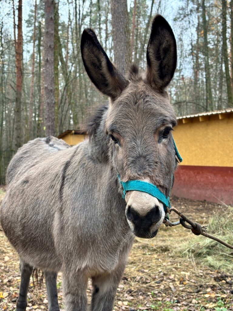 alt="Катание на осликах и пони"